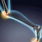 Bone Collagen Powder Manufacturer - Super Halal Joint Supplements