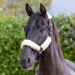 Horse Halter Manufacturer - OEM Top Selling Premium Horse Head Collar Equine Headstall