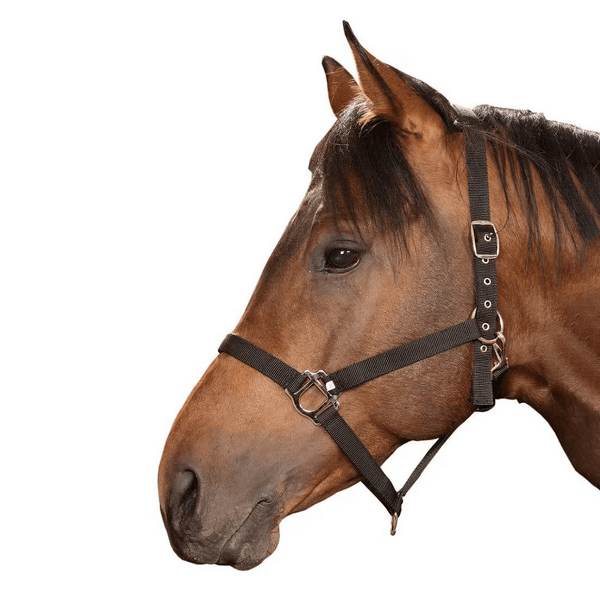 Racing Horse Halter Manufacturer - OEM Durable Nylon Comfortable Fit Headstall Bridle