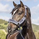 Horse Halter Manufacturer - OEM Premium Soft Bridle Head Collar for Riding Headstall