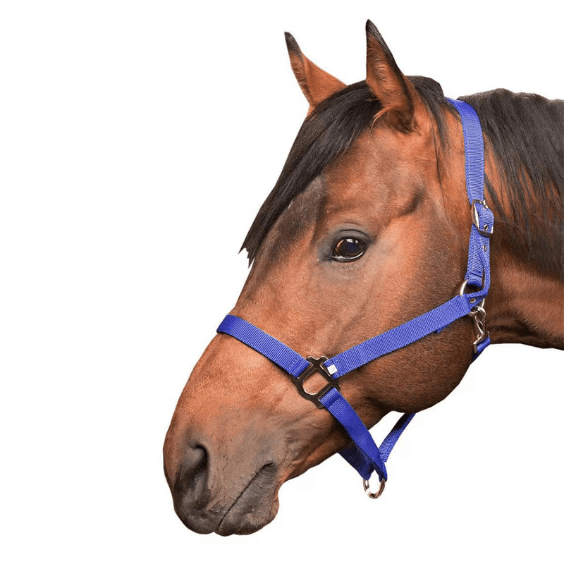 Horse Halter Manufacturer - OEM Durable Premium Materials Comfortable Fit Headstall