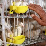 Bird Drinking Bowl Manufacturer - Wholesale Price Durable Water Saving for Quail Pigeon