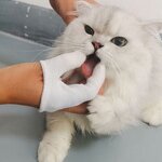 Dog Toothbrush Supplier - 360 Degree Teeth Cleaning Safety Gloves