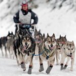 Dog Boots Supplier - High Quality Anti Slip Walking Protective