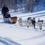 Dog Socks Manufacturer - Anti Slip Small Winter Adjustable Straps