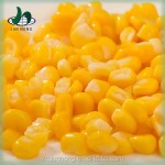 High Quality Yellow Sweet Corn in Brine Clean and Hygienic Delicious Canned Wholesale Preservation Process
