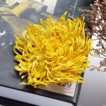 Wholesale High Quality Golden Silk Chrysanthemum Dried Flowers Blooming Tea Directly From Origin