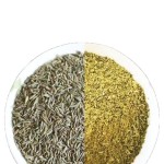 Huaran Yulin Guangxi China Spice Supplier Factory Price Good Quality Dried Cumin Seeds for Cooking