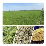 HUARAN Natural Cumin New Crop Dried Cumin Single Herbs  Seasoning Spices Cumin Seeds
