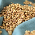 High Quality Coriander Seeds and Spices Wholesale Supply Single Herbs & Spices Product