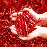 Factory Spice Supplier Wholesale Dried Red Chili Pepper Dried Chilies Dry Red Chilli Pepper