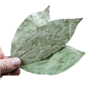 广西玉林华然中国批发调味组合香料月桂干月桂叶