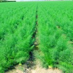 Organic Fennel Seeds Wholesale Spices 100% Natural High Quality Fennel Seeds Seasoning Spice