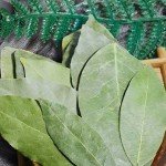 Factory Wholesale Spices Bay Leaves Production Dried Bay Leaf Georgia Laurel Leaves