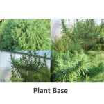 Wholesale Spices Rosemary  Leaves for Cooking  Bulk Herbs Seasoning  High Quality  Dried Rosemary