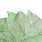 Bay Leaf Export Wholesale Price High Quality Green Color Bay Leave