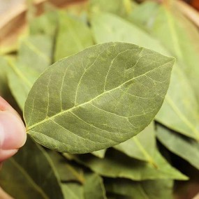 Laurel Leaves Factory Supply High Quality Wholesale Natural Spices Seasoning Dried Laurel Leaf Bay Leaf