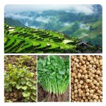 HUANRAN Wholesale Bulk Spices Herbs Products Pure Nature Seasoning Customize  Coriander Powder Dried Coriander Seeds