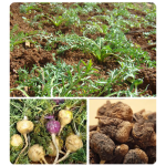 Maca Root Wholesale Factory Price Black Maka High Quality  New Crops Dried  Maca