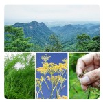 Organic Fennel Seeds Wholesale Spices 100% Natural High Quality Fennel Seeds Seasoning Spice