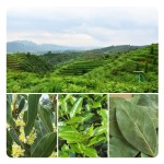 Laurel Leaves Factory Supply High Quality Wholesale Natural Spices Seasoning Dried Laurel Leaf Bay Leaf