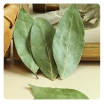 High-Quality Bulk Wholesale Bay Leaves Spices for Long-Term Supply
