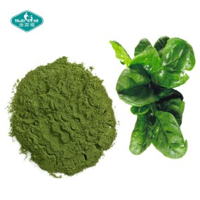 菠菜粉供应商-冻干草本提取物水溶性