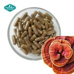 Cordyceps Capsules Factory - Custom Reishi Mushroom Extract Blend