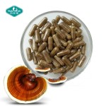 Cordyceps Capsules Factory - Custom Reishi Mushroom Extract Blend