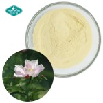 牡丹提取物供应商-白根芍药苷粉CAS