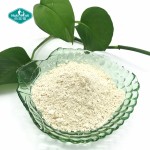 二氢杨梅素粉供应商-98%肝脏健康藤茶提取物