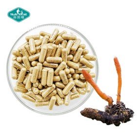 Male Supplements Capsules Supplier - OEM Ginseng Cordyceps Sinensis