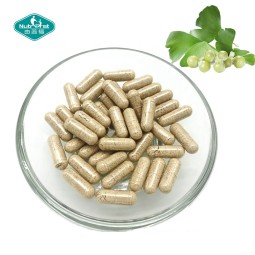 Ginkgo Biloba Capsules Manufacturer - Leaf Extract Flavones Glycosides