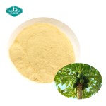 木瓜蛋白酶粉供应商-100%草本酶木瓜提取物