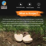 Shirataki Rice Manufacturer - Custom Konjac Wet Rice Meal Replacement