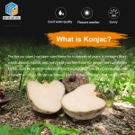 Konjac Rice Factory - Wholesale Keto Diabetic Ready to Eat
