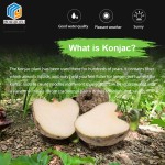 Shirataki Noodles Manufacturer - Wholesale Gluten Free Diabetic Friendly