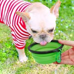 Folding Silicone Bowl Manufacturer - Custom Logo Eco-Friendly for Pets
