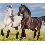 Horse Tendon Leg Sleeve Manufacturer - Racing Boots Supplier