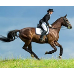 Horse Tendon Leg Sleeve Manufacturer - Racing Boots Supplier