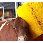 Livestock Brush Manufacturer - Farm Animal Scratching Tool