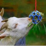 Pet Feeder Manufacturer - Hanging Treat Ball Toy