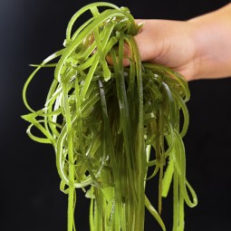 Kombu Slice Factory - Exquisitely Prepared Hot Pot Stew Ingredient
