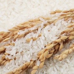 Ramen Noodles Factory - Premium Ready to Eat Food Service