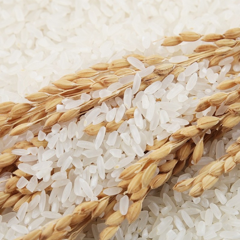 Ramen Noodles Factory - Premium Ready to Eat Food Service