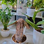 Moss Pole - Plastic Stackable for Indoor Climbing Plants & Creepers