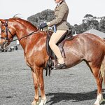 Riding Pants Jodhpurs Manufacturer - Professional for Horse Riding Competition Tights