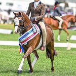 Riding Pants Jodhpurs Manufacturer - Professional for Horse Riding Competition Tights