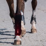 Horse Leg Wraps - Desktop Red Light Therapy for Pain Relief Infrared