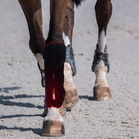 Horse Leg Wraps - Desktop Red Light Therapy for Pain Relief Infrared